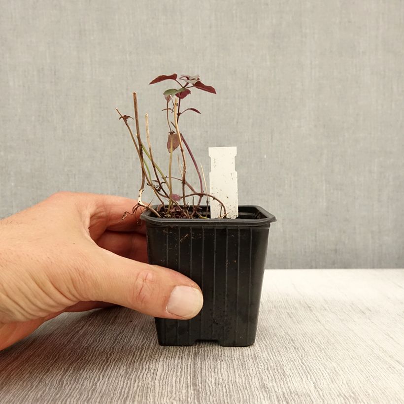 Monarda fistulosa var. menthifolia - Beebalm 8/9 cm pot sample as delivered in autumn