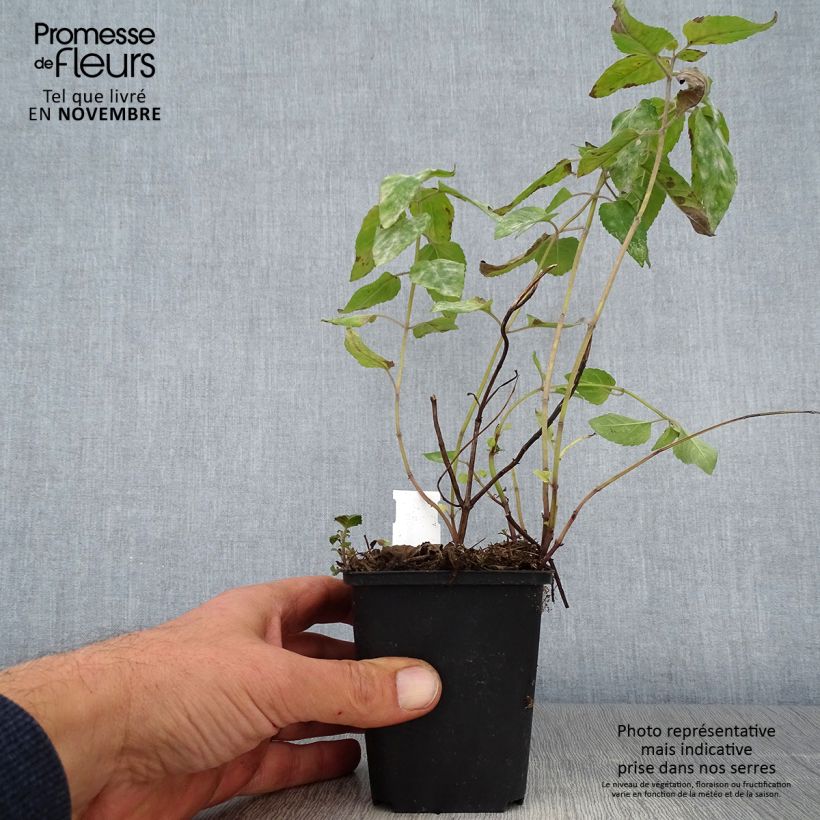 Monarda Mohawk - Beebalm 8/9 cm pot sample as delivered in autumn