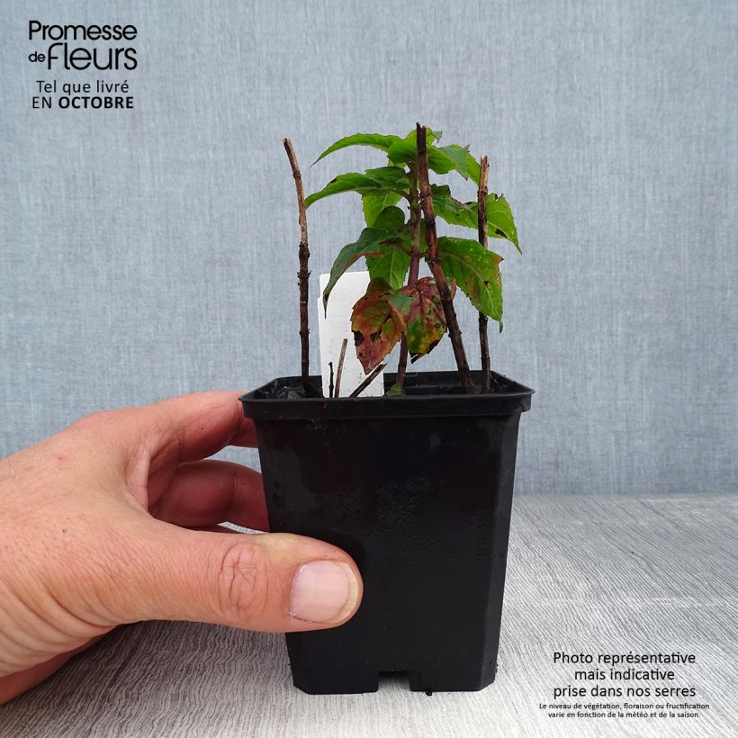 Monarda Petite Delight - Beebalm 8/9 cm pot sample as delivered in autumn