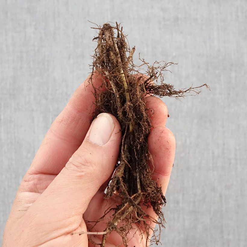 Monarda fistulosa Scorpion - Beebalm Bare root sample as delivered in winter