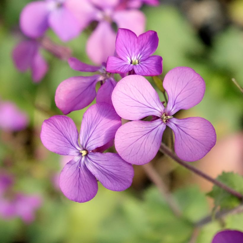 Lunaria annua - Money Plant (Flowering)