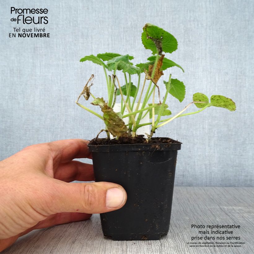 Lunaria annua - Money Plant 8/9 cm pot sample as delivered in autumn