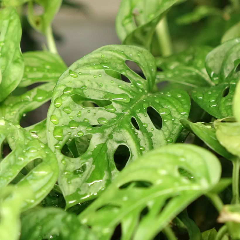 Monstera obliqua (Foliage)