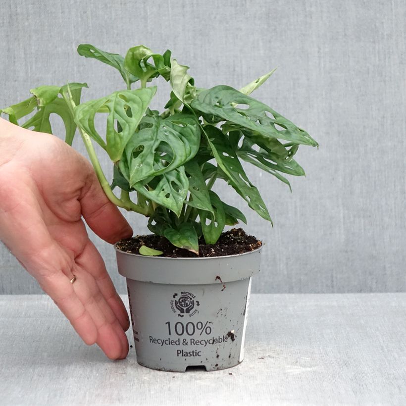 Monstera obliqua 12cm pot sample as delivered in spring