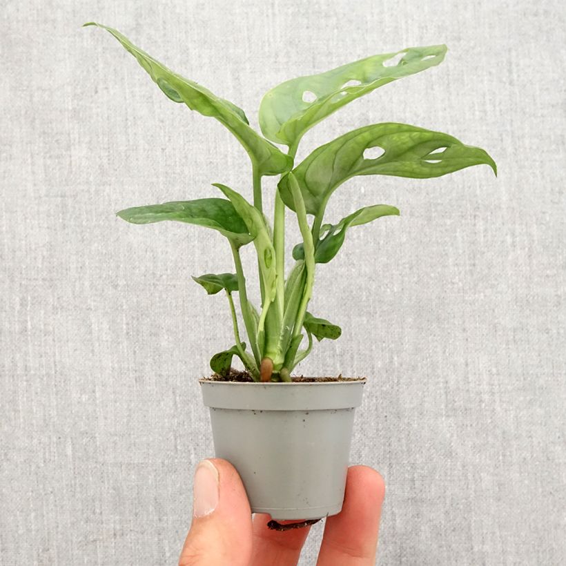 Monstera obliqua Mini-plante sample as delivered in spring