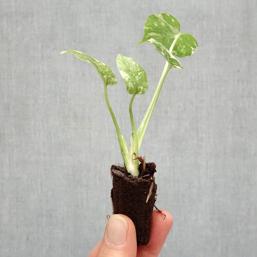 Monstera deliciosa Thai Constellation - Swiss cheese plant mini plant sample as delivered in spring
