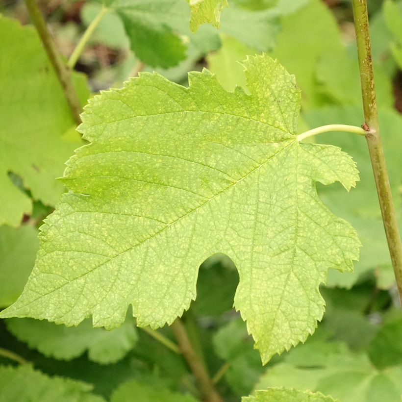 Morus acidosa Mulle - Mullberry (Foliage)