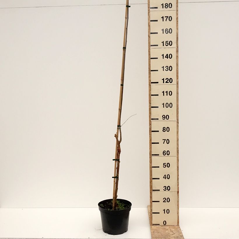Morus alba Bistro -White Mulberry 4L/5L pot sample as delivered in winter