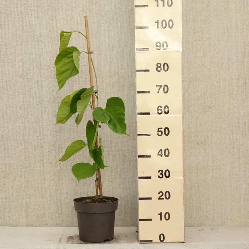 Morus alba Giant Fruit - Mullberry 3L/4L pot sample as delivered in autumn
