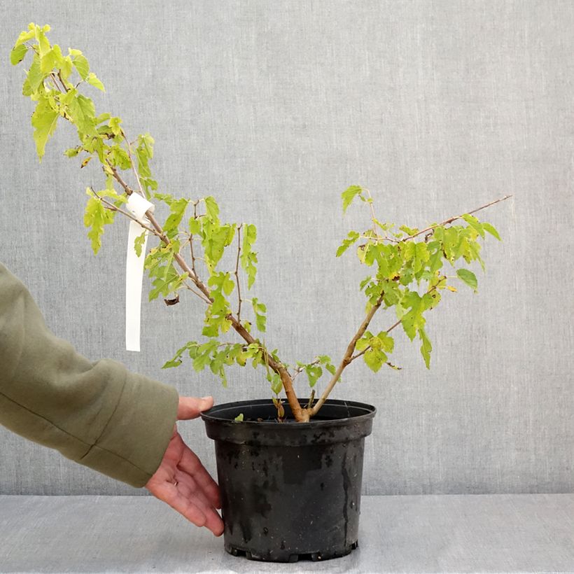 Morus alba Milanowek - White Mulberry 3L/4L pot sample as delivered in summer