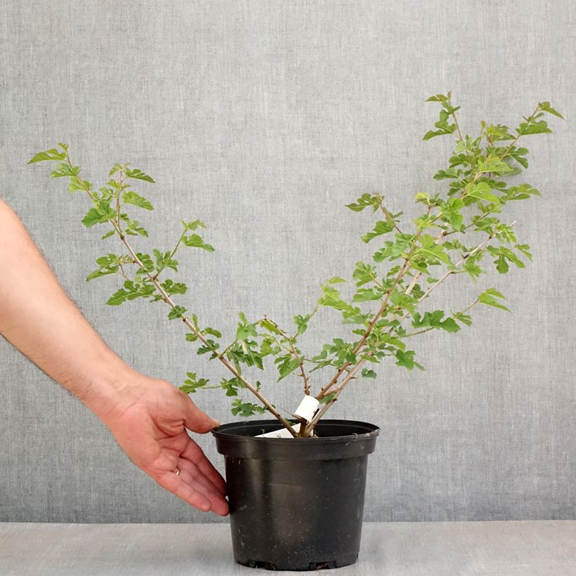 Morus alba Milanowek - White Mulberry 3L/4L pot sample as delivered in spring