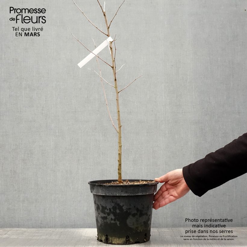 Morus alba - Mullberry 7.5L/10L pot sample as delivered in spring