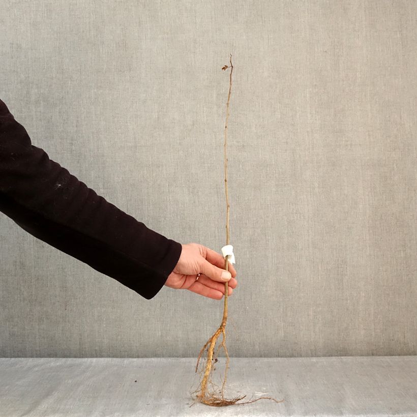 Morus alba - Mullberry Bare root sample as delivered in winter