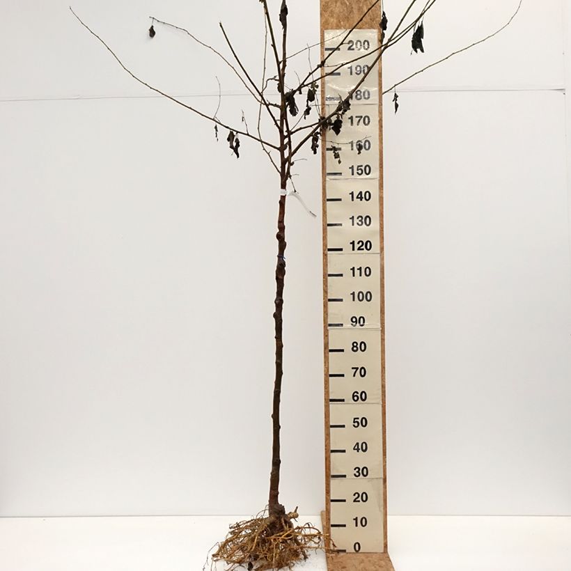 Morus alba - Mullberry Bare root sample as delivered in winter
