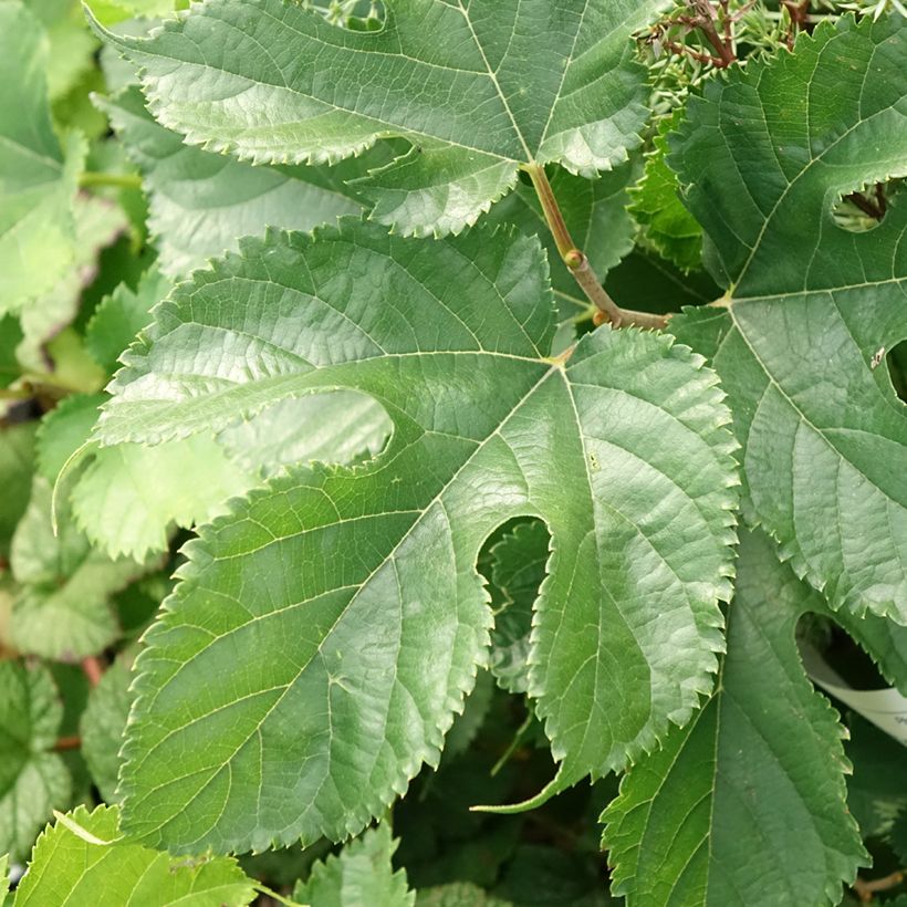 Morus Shin Tso (Foliage)
