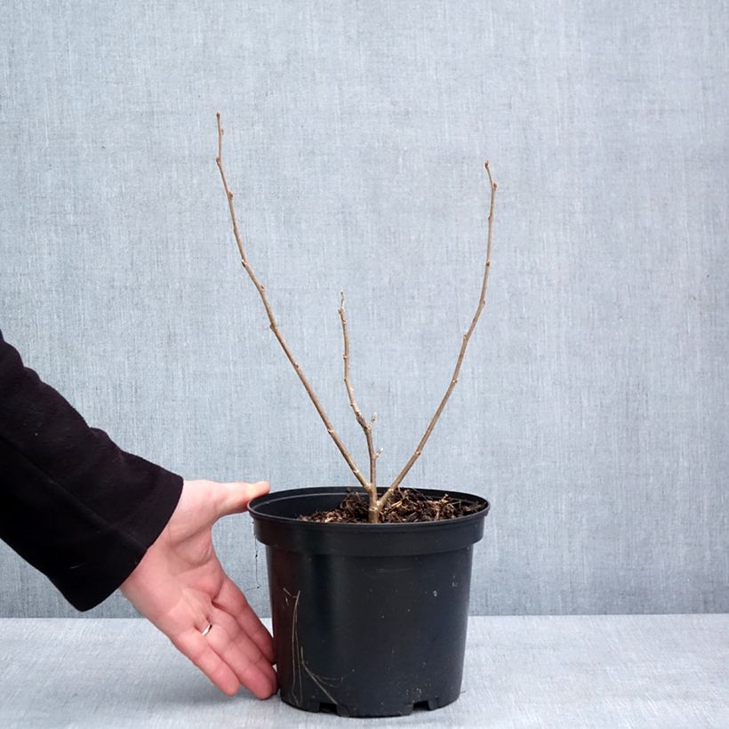 Morus Shin Tso 3L/4L pot sample as delivered in winter