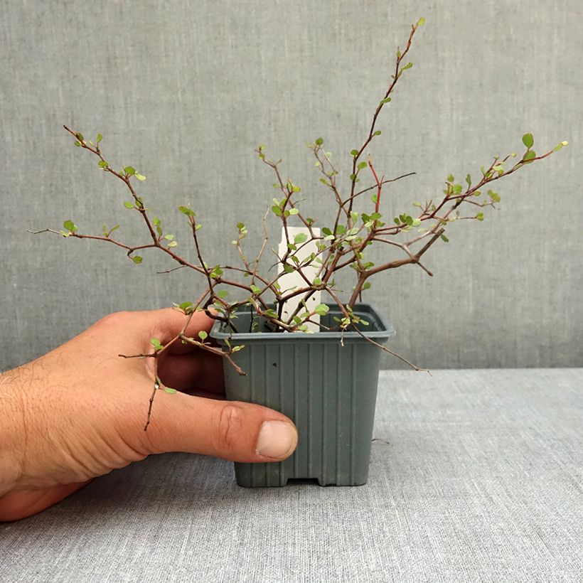 Muehlenbeckia astonii 8/9 cm pot sample as delivered in spring