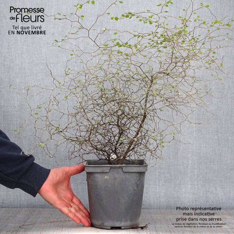 Muehlenbeckia astonii 3L/4L pot sample as delivered in autumn