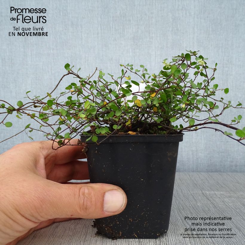 Muehlenbeckia axillaris 8/9 cm pot sample as delivered in autumn