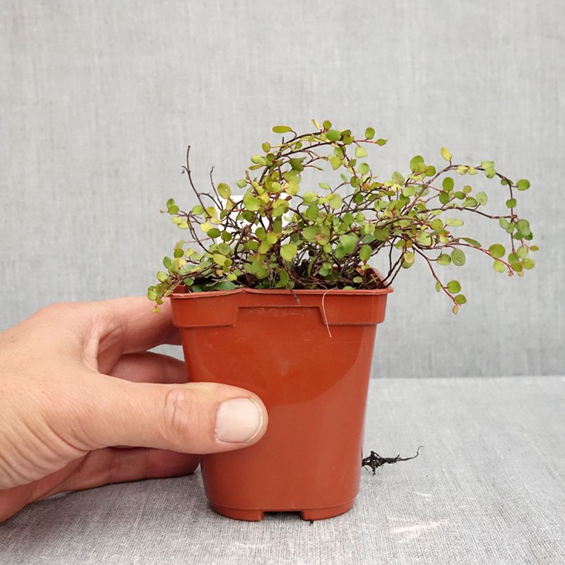 Muehlenbeckia complexa Golden Girl - Muehlenbeckie Godet de 8/9 cm sample as delivered in autumn