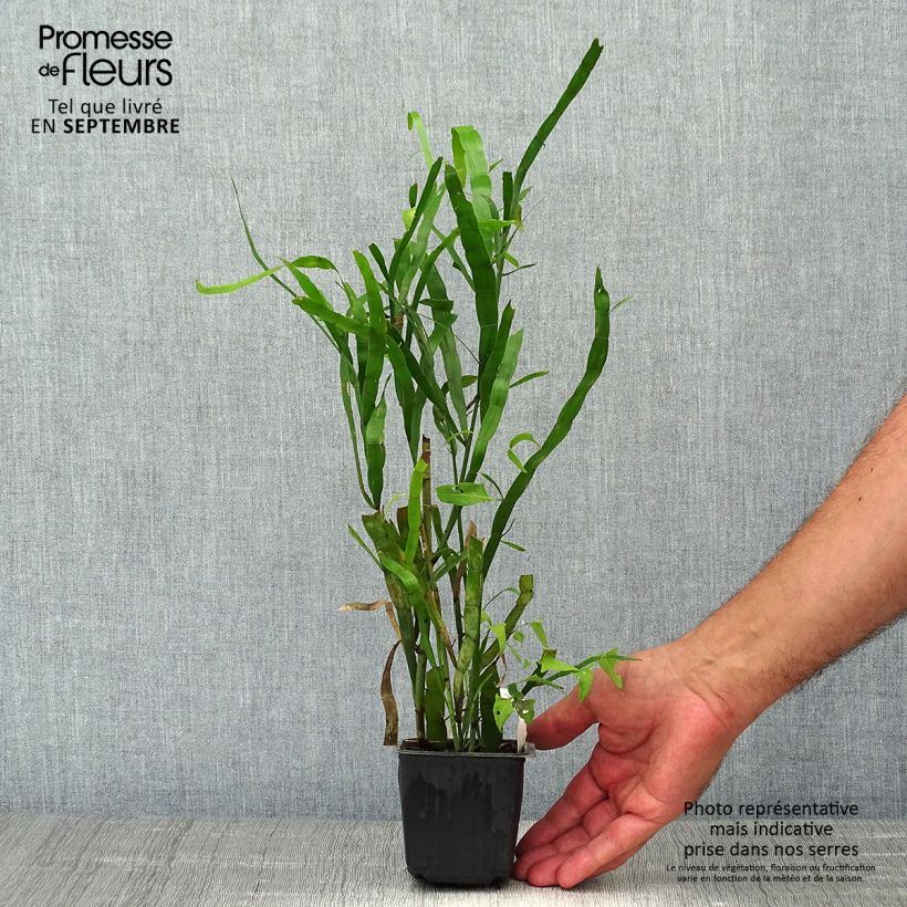 Muehlenbeckia platyclada 8/9 cm pot sample as delivered in autumn