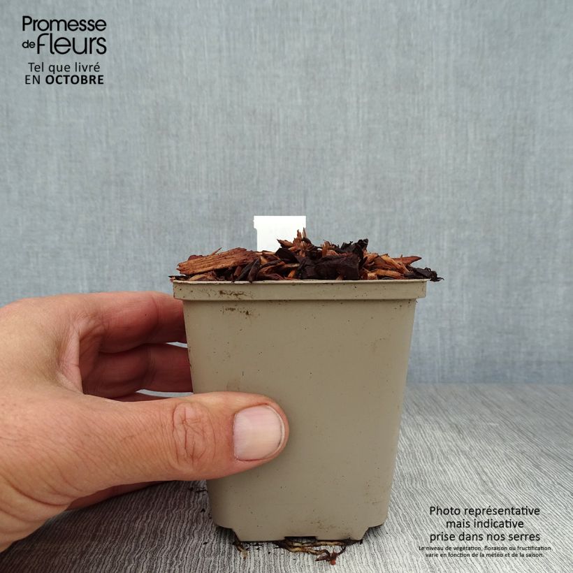 Convallaria majalis - Lily of the Valley 8/9 cm pot sample as delivered in autumn