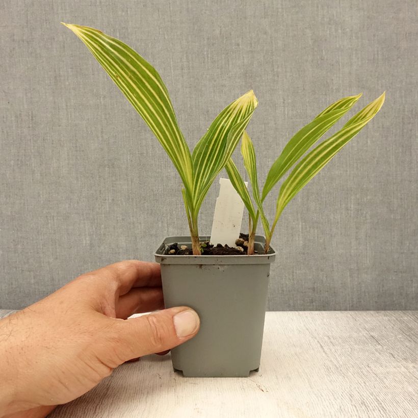 Convallaria majalis Albostriata - Lily of the Valley 8/9 cm pot sample as delivered in spring