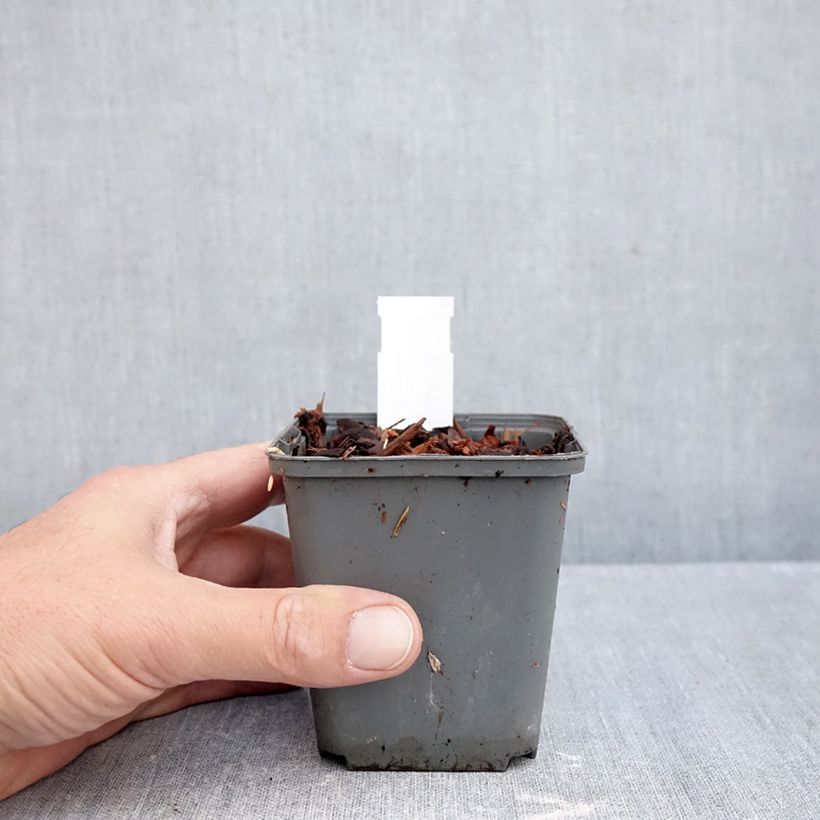 Convallaria majalis Géant de Fortin - Lily of the Valley 8/9 cm pot sample as delivered in autumn