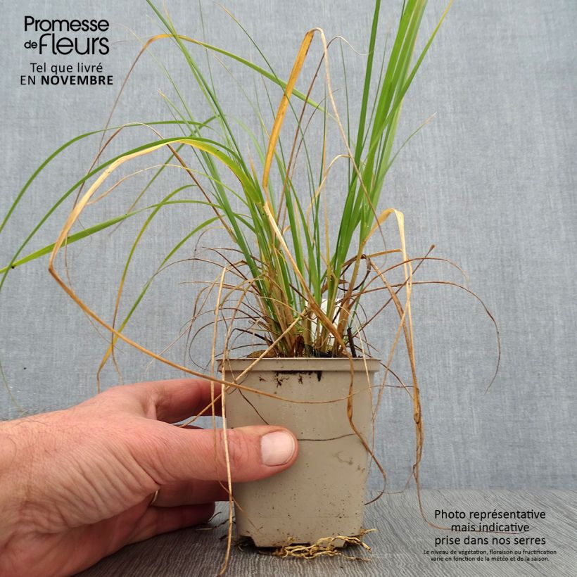 Muhlenbergia rigens 8/9 cm pot sample as delivered in autumn
