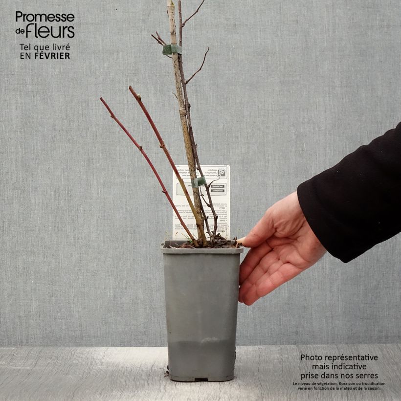 Dorman Red Organic Garden Blackberry 1.5L/2L pot sample as delivered in winter