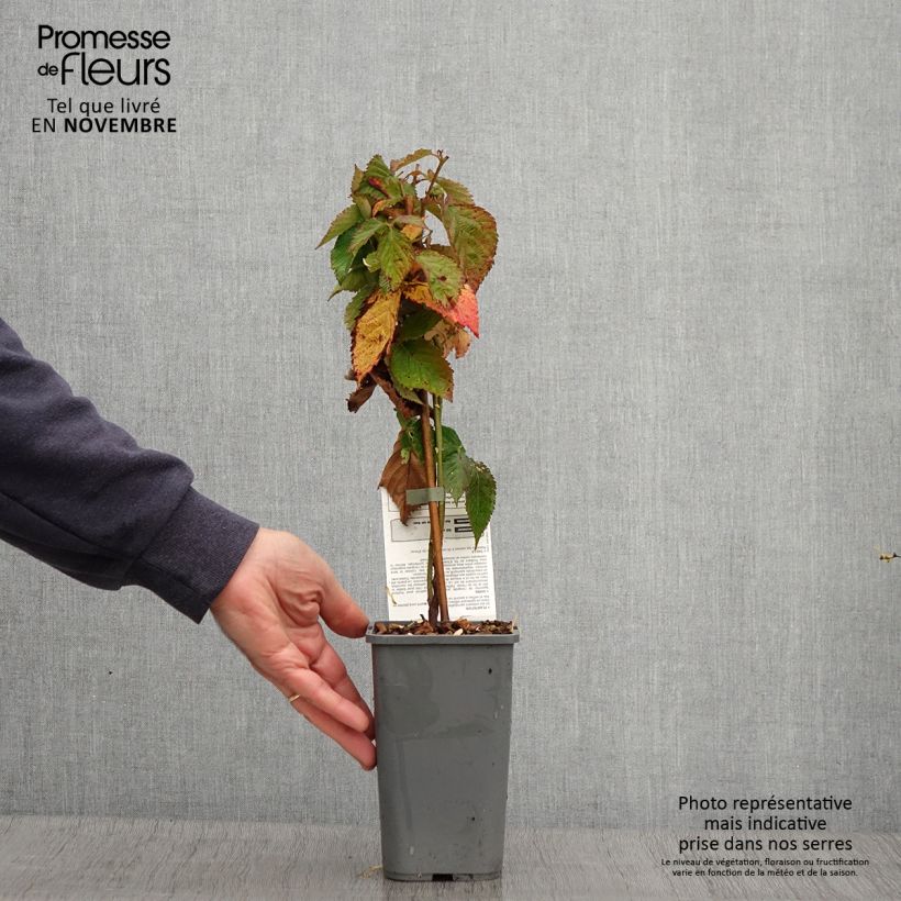 Blackberry Little Black Prince - Rubus fruticosus 1.5L/2L pot, Clump sample as delivered in autumn