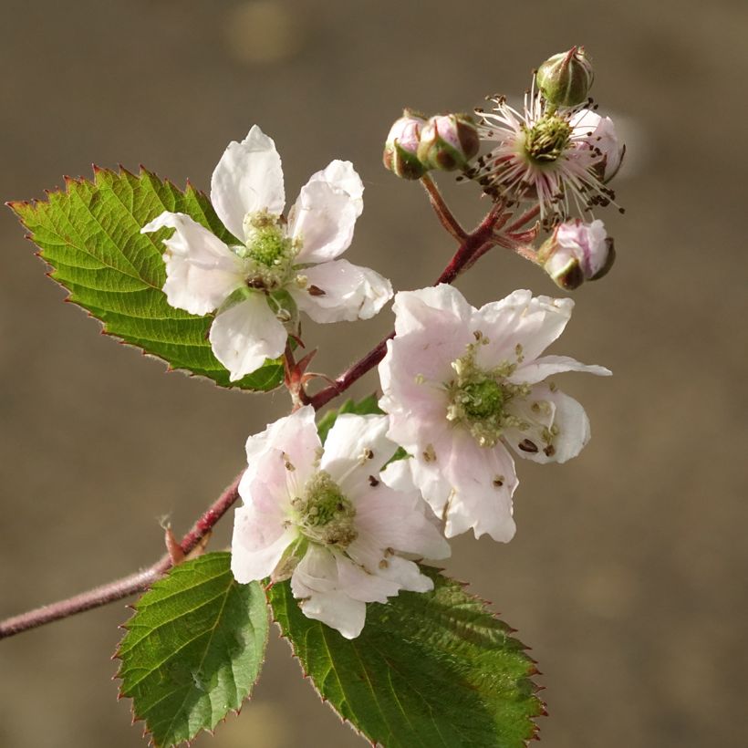 Organic Blackberry Dirksen - Rubus fruticosus (Flowering)