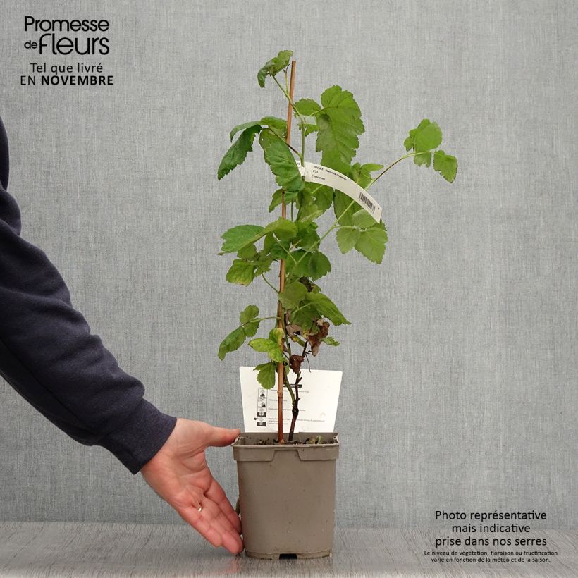 Rubus fruticosus Medana Tayberry 1.5L/2L pot sample as delivered in autumn