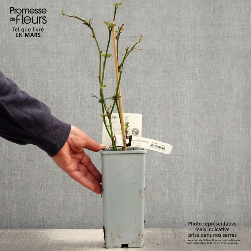 Rubus fruticosus Black Cascade - Blackberry 2L/3L pot, Clump sample as delivered in spring