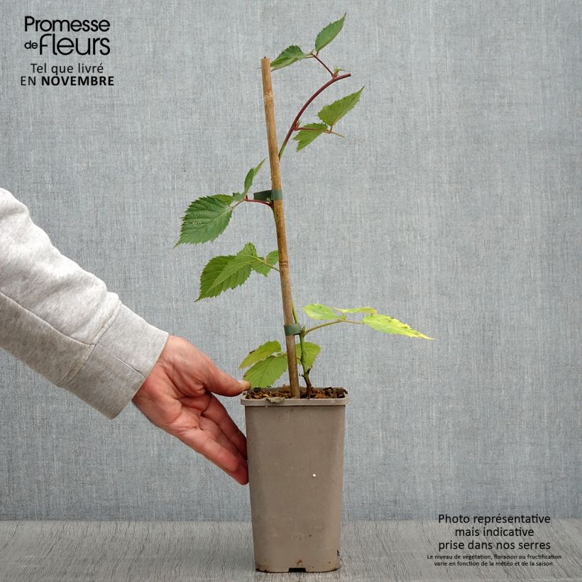 Rubus fruticosus 'Loch Maree' 1.5L/2L pot sample as delivered in autumn