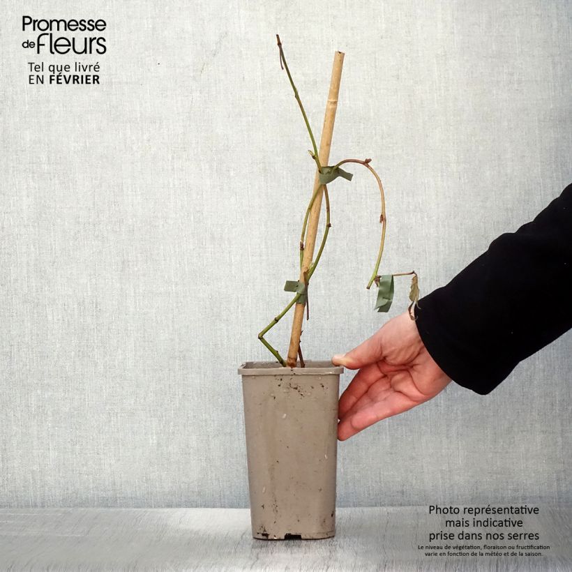 Rubus fruticosus 'Loch Maree' 1.5L/2L pot sample as delivered in winter