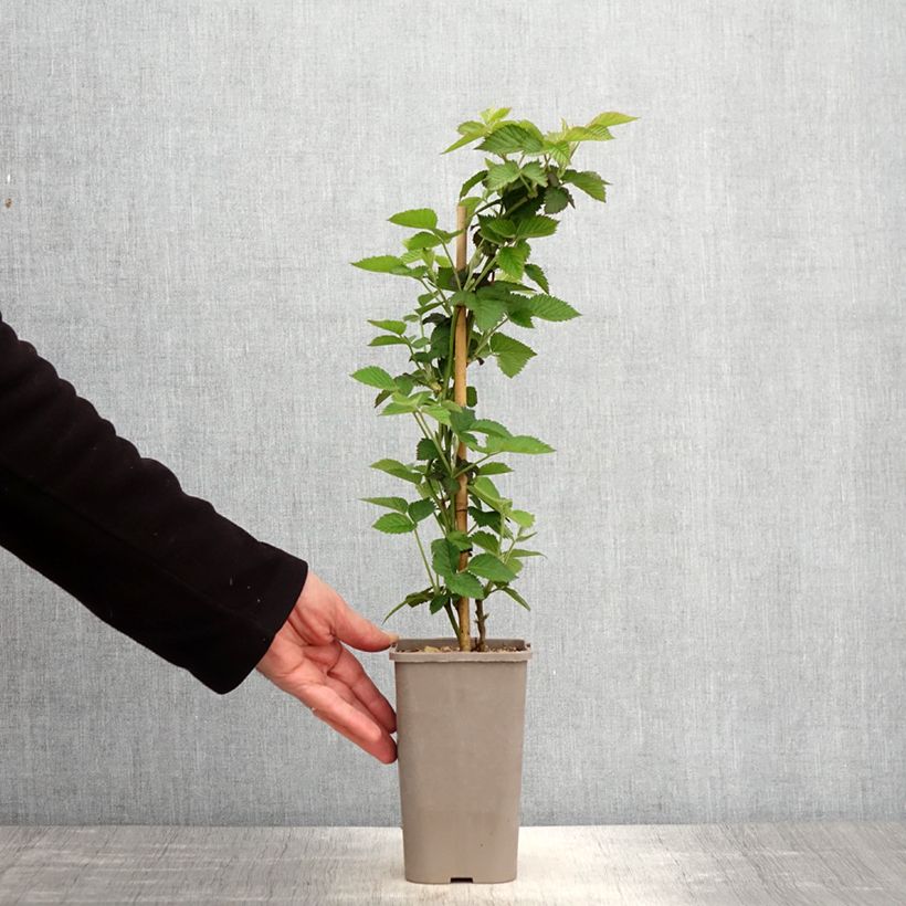 Rubus fruticosus 'Loch Maree' 1.5L/2L pot sample as delivered in spring