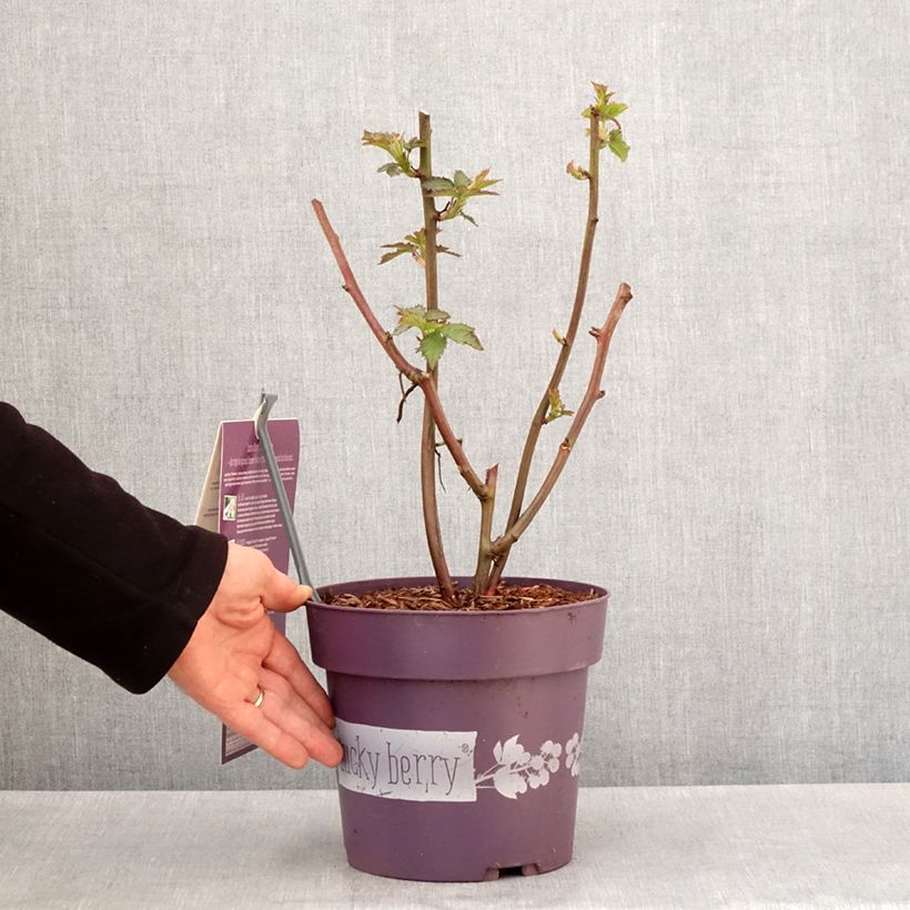 Blackberry Lucky Berry - Rubus fruticosus 4L/5L pot, Clump sample as delivered in spring