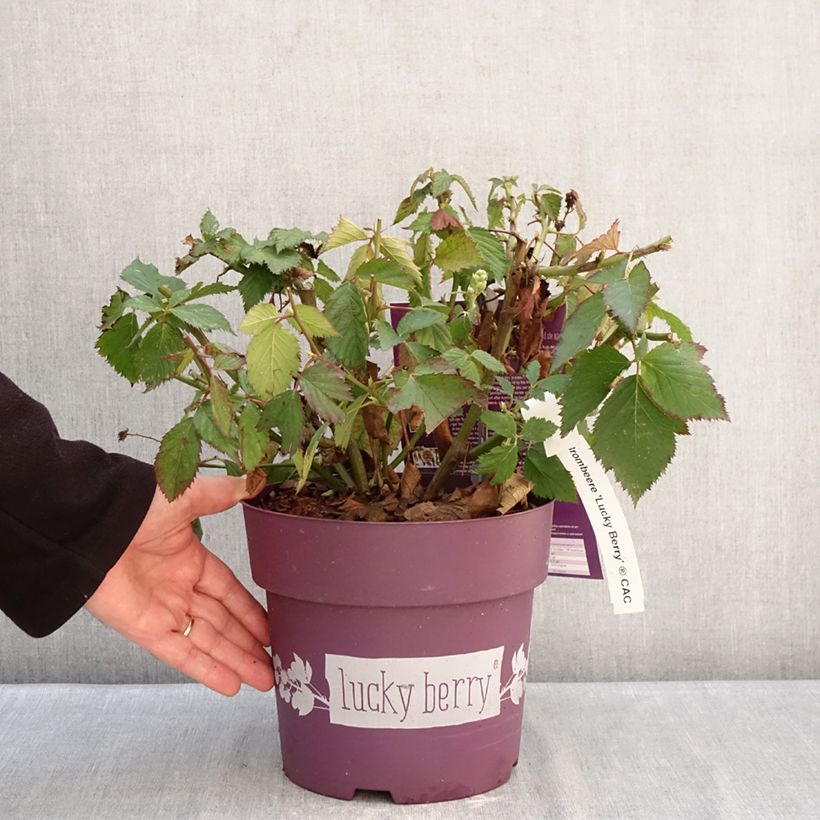 Blackberry Lucky Berry - Rubus fruticosus 4L/5L pot, Clump sample as delivered in winter