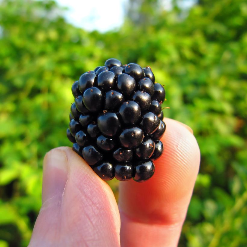 Everbearing Blackberry Reuben - Rubus fruticosus (Harvest)