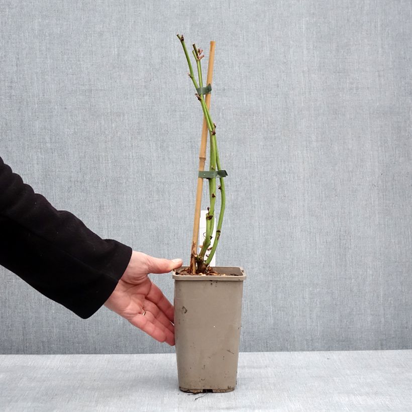 Rubus fruticosus Navaho - Thornless Blackberry 1.5L/2L pot, Clump sample as delivered in winter