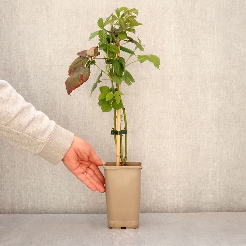 Rubus fruticosus Navaho - Thornless Blackberry 1.5L/2L pot, Clump sample as delivered in spring