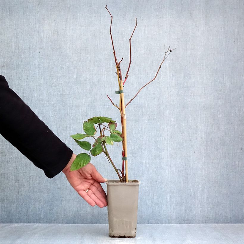 Rubus fruticosus Navaho - Thornless Blackberry 1.5L/2L pot, Clump sample as delivered in autumn