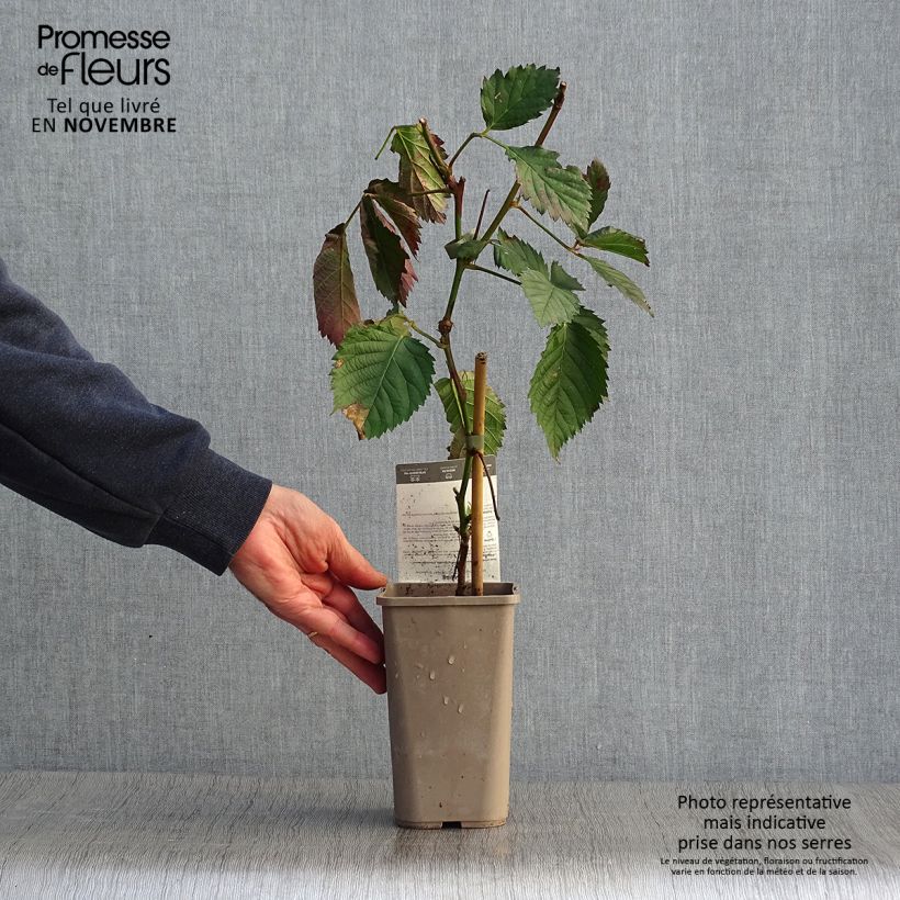 Blackberry Asterina - Rubus fruticosus 1.5L/2L pot sample as delivered in autumn