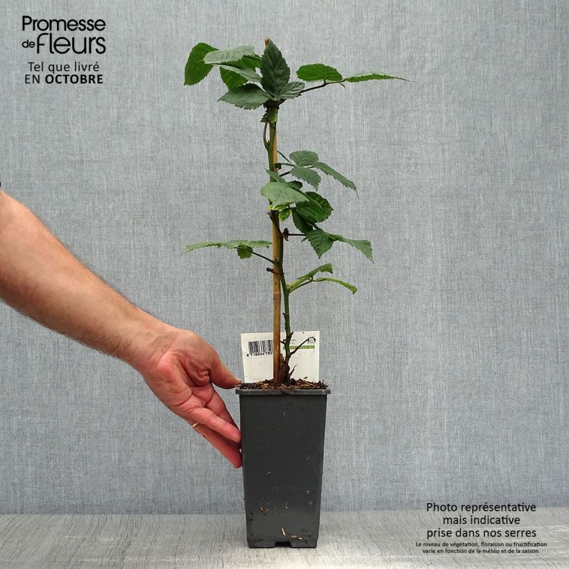 Thornless Blackberry Black Satin - Rubus fruticosus 1.5L/2L pot, Clump sample as delivered in autumn