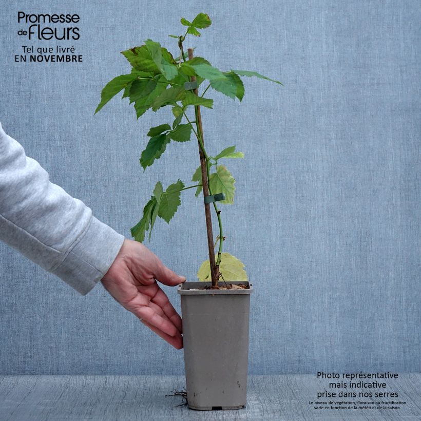 Rubus fruticosus 'Columbia Star' 1.5L/2L pot sample as delivered in autumn
