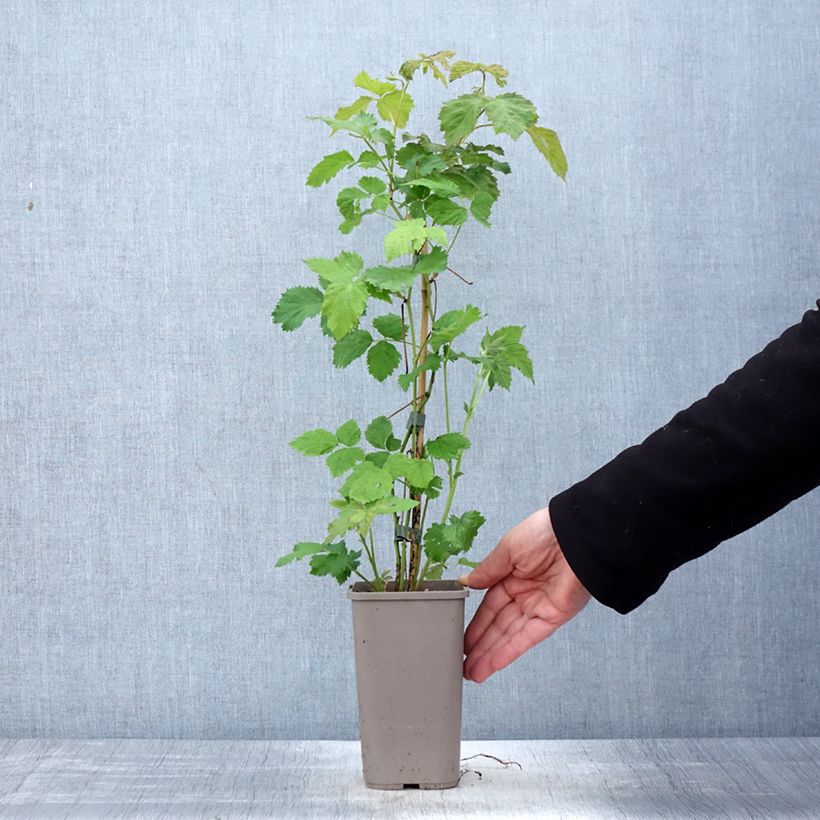 Rubus fruticosus 'Columbia Star' 1.5L/2L pot sample as delivered in spring