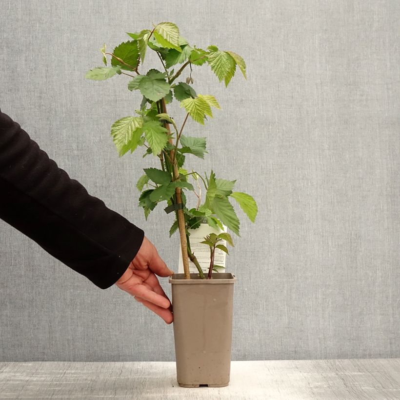 Rubus fruticosus 'Dirksen' 1.5L/2L pot sample as delivered in spring