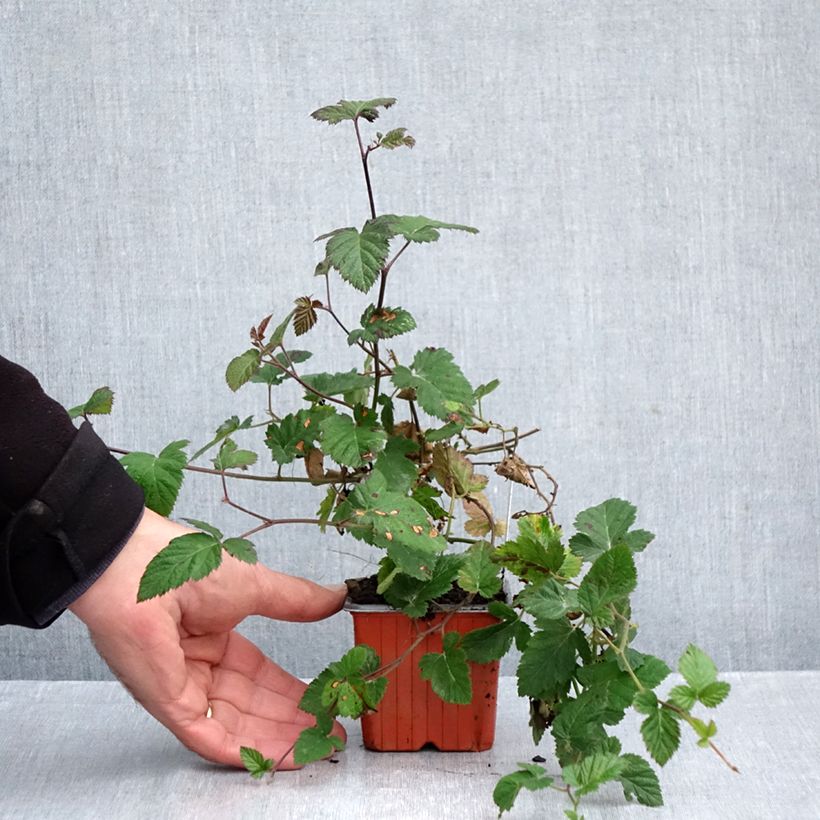 Rubus fruticosus 'Dirksen' 8/9 cm pot sample as delivered in autumn