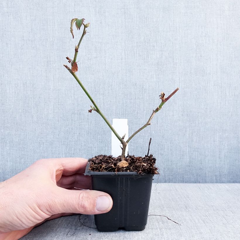 Rubus fruticosus 'Dirksen' 8/9 cm pot sample as delivered in winter